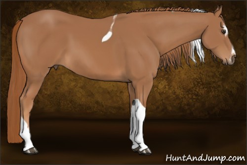 Horse Color:Chestnut Sabino Tobiano 