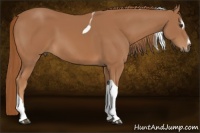 Horse Color:Chestnut Sabino Tobiano