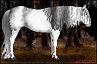 Horse Color:White Spotted Blue Roan Splash Appaloosa 