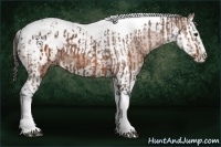 Horse Color:Bay Splash Tobiano Appaloosa  and Bay Splash Tobiano Appaloosa 