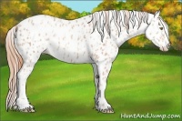 Horse Color:Gold Champagne Leopard  and Gold Champagne Leopard 