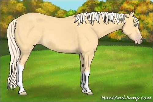 Horse Color:Gold Cream Champagne 