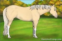 Horse Color:Gold Cream Champagne