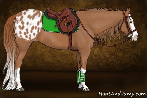 Horse Color:Chestnut Splash Appaloosa 