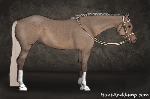 Horse Color:Silver Grullo 