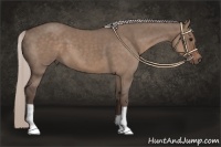 Horse Color:Silver Grullo 