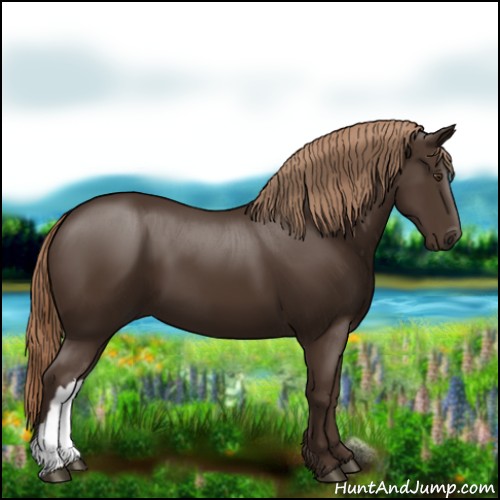 Horse Color:Liver Chestnut