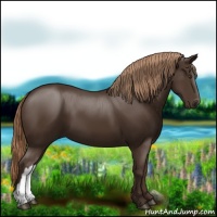 Horse Color:Liver Chestnut 