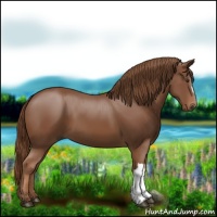 Horse Color:Chestnut 