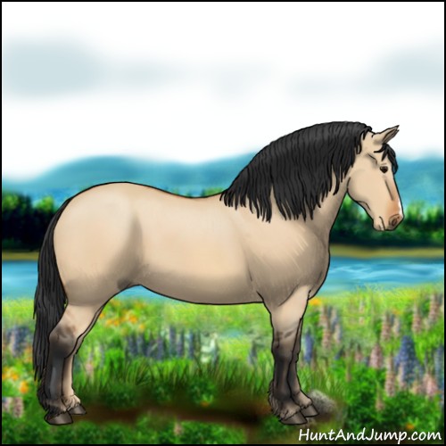 Horse Color:Bay Dun