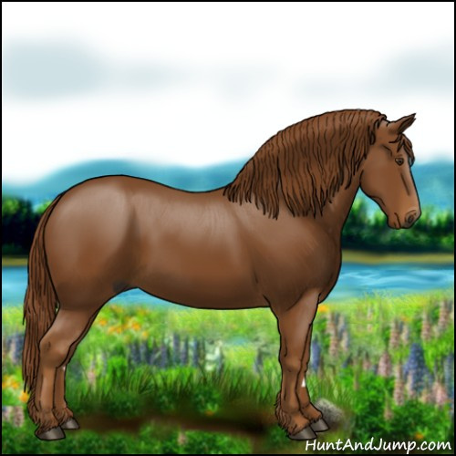 Horse Color:Gray Chestnut 