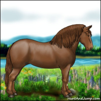 Horse Color:Gray Chestnut 