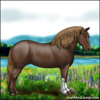Horse Color:Gray Chestnut 