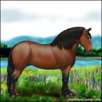 Horse Color:Gray Bay 