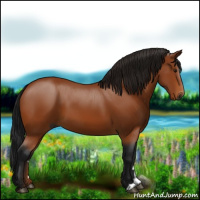 Horse Color:Gray Bay 