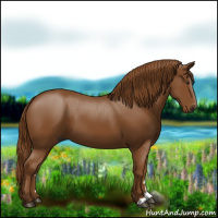 Horse Color:Gray Chestnut 