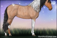 Horse Color:Bay Roan Tobiano
