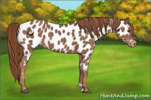 Horse Color:Chestnut Appaloosa 