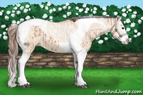 Horse Color:Bay Splash Tobiano Appaloosa  and Bay Dun Splash Tobiano Appaloosa 