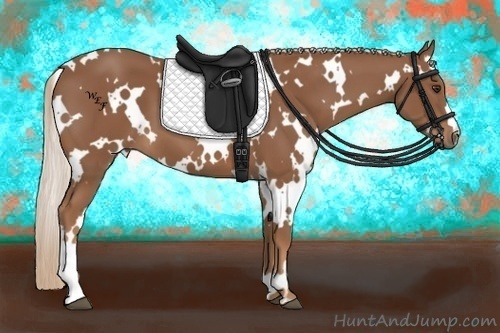 Horse Color:White Spotted Chestnut 