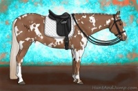 Horse Color:White Spotted Chestnut