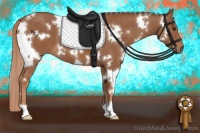 Horse Color:White Spotted Chestnut 