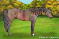 Horse Color:Nacre Bay Rabicano