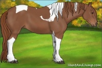 Horse Color:Chestnut Tobiano 