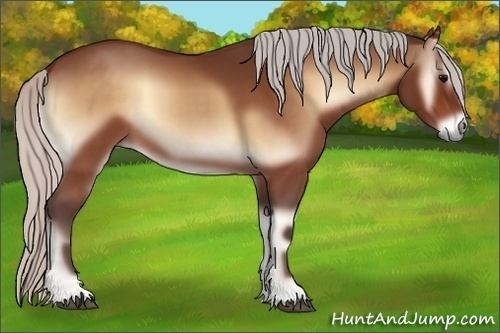 Horse Color:Silver Bay Onyx
