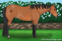 Horse Color:Bay Sabino 