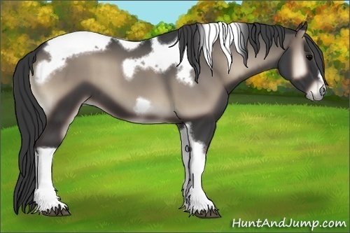 Horse Color:Blue Onyx Tobiano Frame 