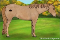 Horse Color:Red Roan Varnish