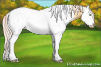 Horse Color:Gray White Spotted Cremello Onyx Splash 