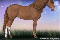 Horse Color:Chestnut 