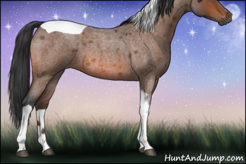 Horse Color:Bay Roan Tobiano 
