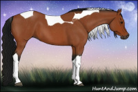 Horse Color:Gray Bay Roan Tobiano 