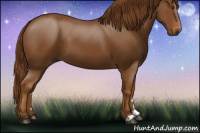 Horse Color:Gray Chestnut 