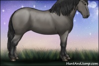 Horse Color:Grullo 