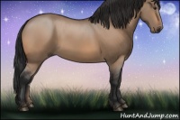 Horse Color:Bay Dun