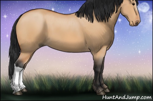 Horse Color:Bay Dun 
