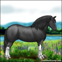 Horse Color:Black 