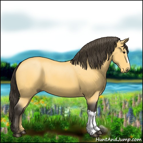 Horse Color:Buckskin 