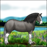 Horse Color:Grullo Splash 