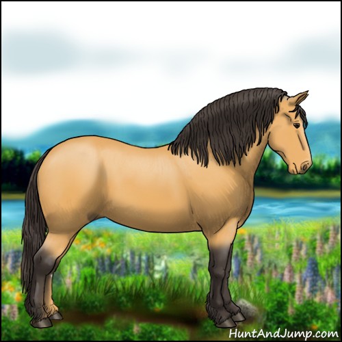 Horse Color:Buckskin 