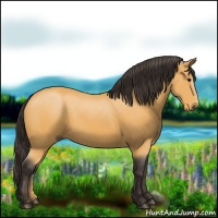 Horse Color:Buckskin 