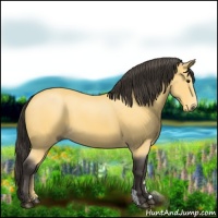 Horse Color:Buckskin 