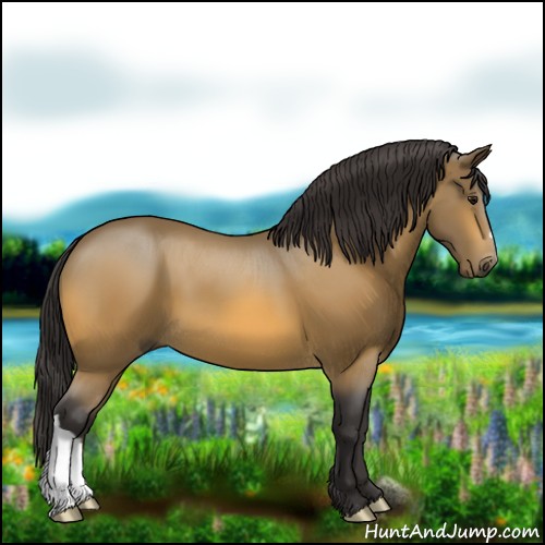 Horse Color:Buckskin