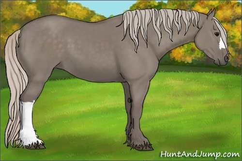 Horse Color:Silver Grullo