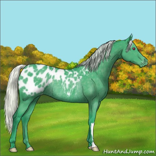 Horse Color:Watercolor Silver Black Chinchilla Appaloosa Rabicano