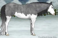 Horse Color:Blue Roan Splash 